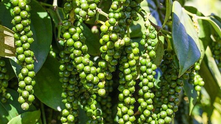 Từ đầu năm đến giữa tháng 10, xuất khẩu đạt 197.100 tấn, tương ứng 1,33 tỷ USD, chính thức vượt qua kỷ lục 1,31 tỷ USD của cả năm 2024. Ảnh minh hoạ