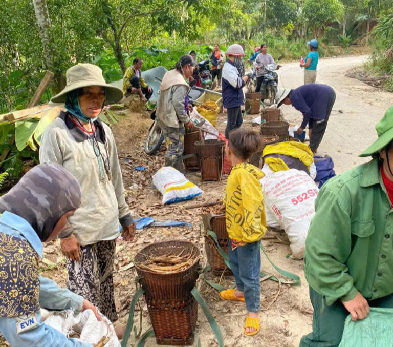 Đồng bào dân tộc thiểu số miền núi phía Tây Đà Nẵng thu hoạch sâm dây. Ảnh: Bình An
