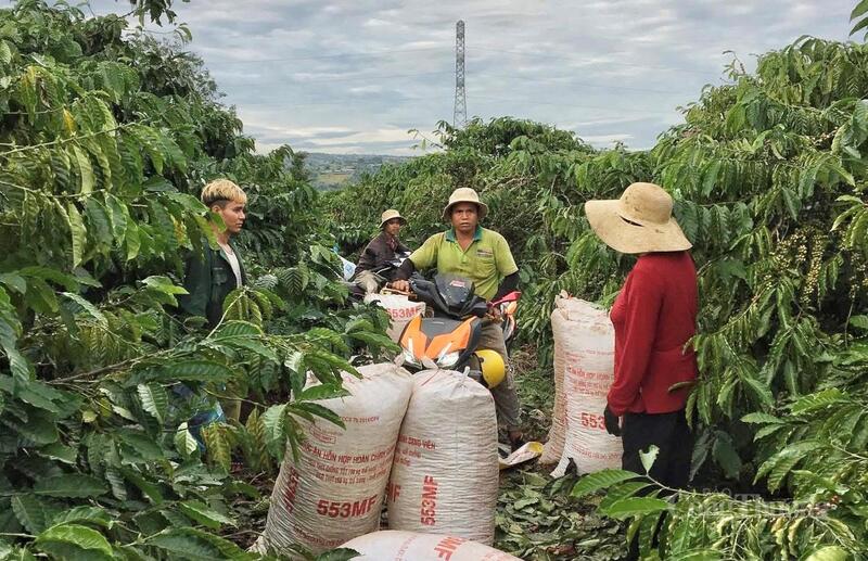 Những ngày đầu tháng 11, các vùng chuyên canh cà phê của Gia Lai rộn ràng bước vào mùa thu hoạch. Ảnh: Hiền Mai
