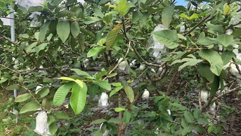 Ổi Hoành Bồ hiện là một trong những sản phẩm tiêu biểu của phường Hoành Bồ