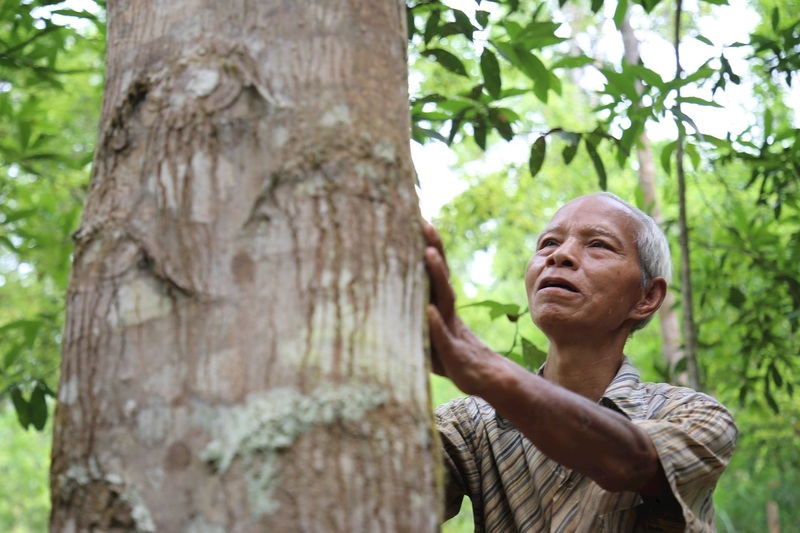 Nhiều hộ dân miền núi Đà Nẵng chuyển sang trồng rừng gỗ lớn kết hợp dược liệu dưới tán rừng. Ảnh: Bình An