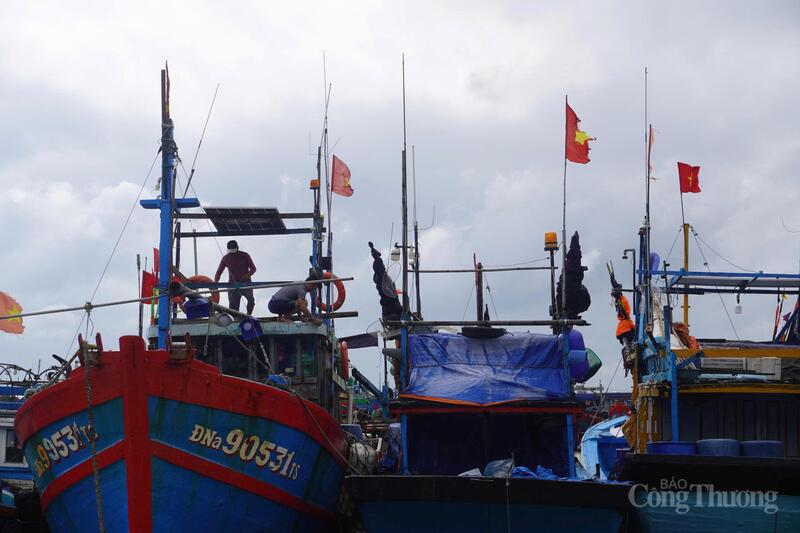 Khu vực Âu thuyền Thọ Quang, ngư dân khẩn trương gia cố, chằng chống kĩ tàu thuyền đã neo đậu