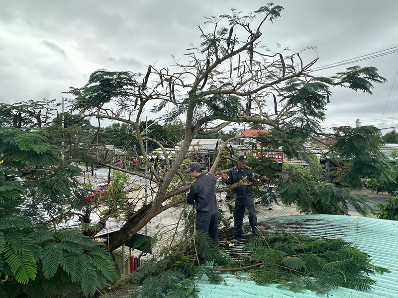 Phát quang những cây xanh có nguy cơ bị gió to quật đổ. Ảnh Bình An
