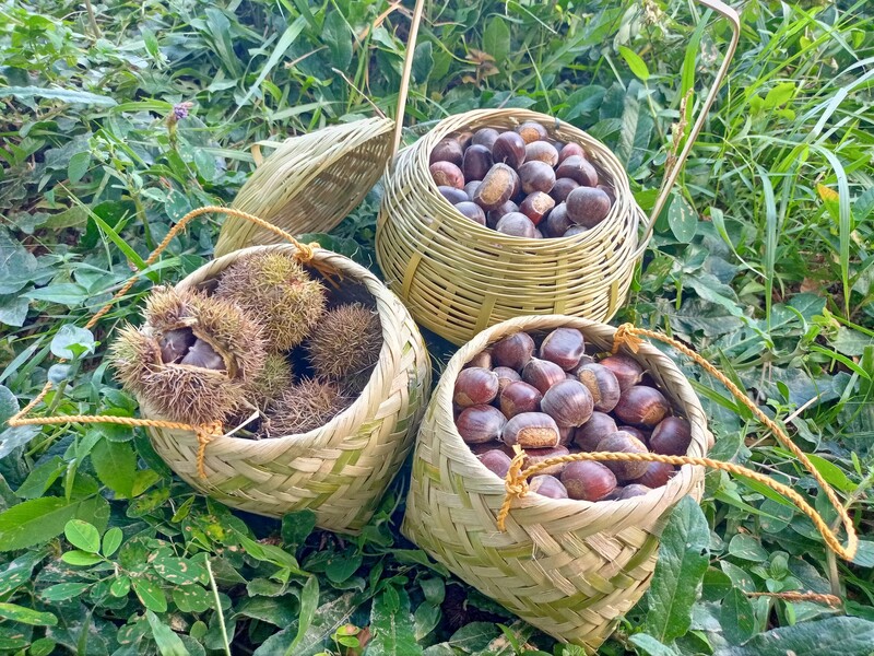 Hạt dẻ là đặc sản của miền núi Cao Bằng (Ảnh: Cổng Thông tin điện tử Cao Bằng)