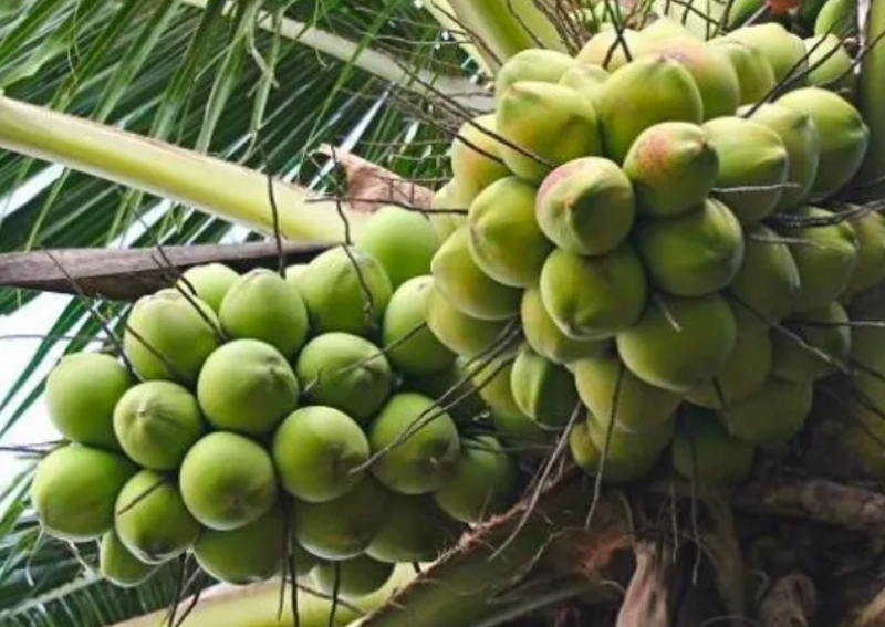 9 tháng đầu năm, Việt Nam thu về hơn 138 triệu USD từ dừa tươi, tăng 17% so với 9 tháng năm 2024. Ảnh minh hoạ