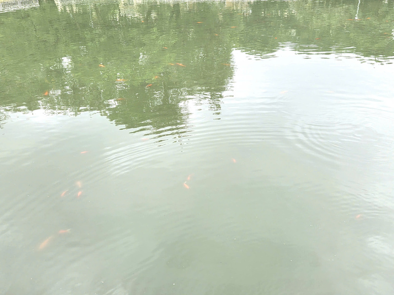 Mặt nước hồ trong xanh, cá bơi lội từng đàn.