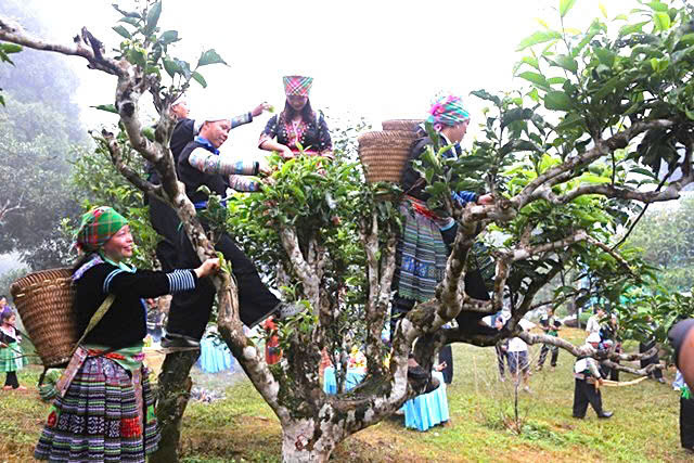 Shan Tuyet Tea Festival is an important cultural and tourism event of Lao Cai province. Photo: Lao Cai Provincial Electronic Information Portal.