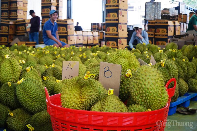 Sản phẩm sầu riêng ở Đắk Lắk đạt chuẩn cho xuất khẩu