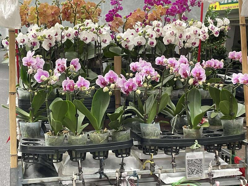 Những chậu lan hồ điệp với sắc tím, trắng và vàng rực rỡ được bày bán tại các tuyến phố Hà Nội, thu hút người mua trong dịp 20/11.