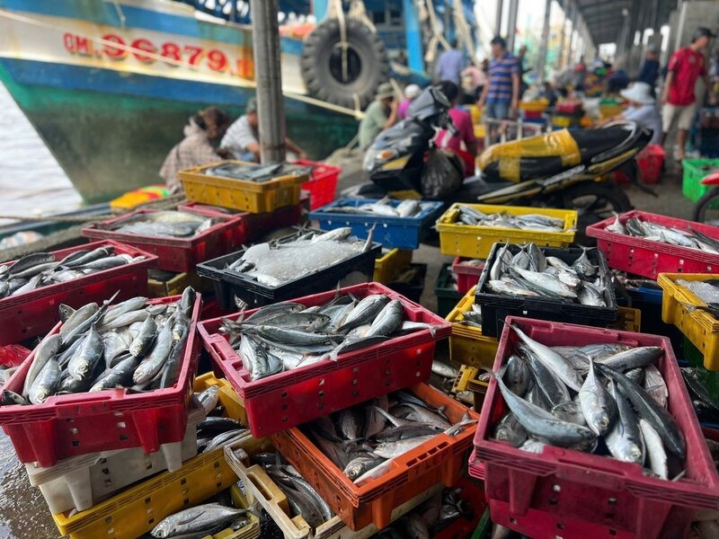 Sản lượng nuôi trồng và khai thác thủy sản 10 tháng năm 2025 của Cà Mau ước đạt hơn 1 triệu tấn, tăng 5,71% so với cùng kỳ. Ảnh: Trọng Linh.