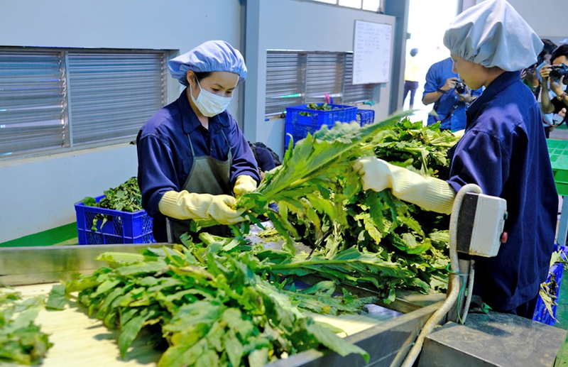 Mô hình xây dựng chuỗi liên kết từ sản xuất đến tiêu thụ Actiso không chỉ dừng lại tại việc trồng cây mà đó là sự liên kết giữa “4 nhà” - nhà nước, nhà khoa học, doanh nghiệp và nông dân