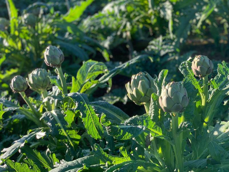 Hơn 150 hộ đồng bào dân tộc thiểu số ở Sa Pa từ những ruộng lúa bấp bênh đã chuyển sang liên kết trồng và chế biến cây Actiso