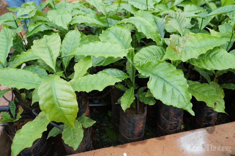 Từ 813kg hạt giống, xã Tu Mơ Rông kỳ vọng sẽ ươm được khoảng 1,3 triệu cây giống, cung cấp miễn phí cho đồng bào Xơ Đăng trồng 276 ha cà phê