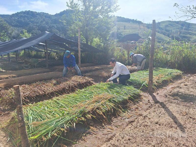 Xã Tu Mơ Rông nỗ lực chuẩn hóa quy trình trồng cà phê hữu cơ, bền vững từ khâu gieo hạt đến ươm cây giống, hướng đến hình thành chuỗi cà phê đặc sản của đồng bào Xơ Đăng