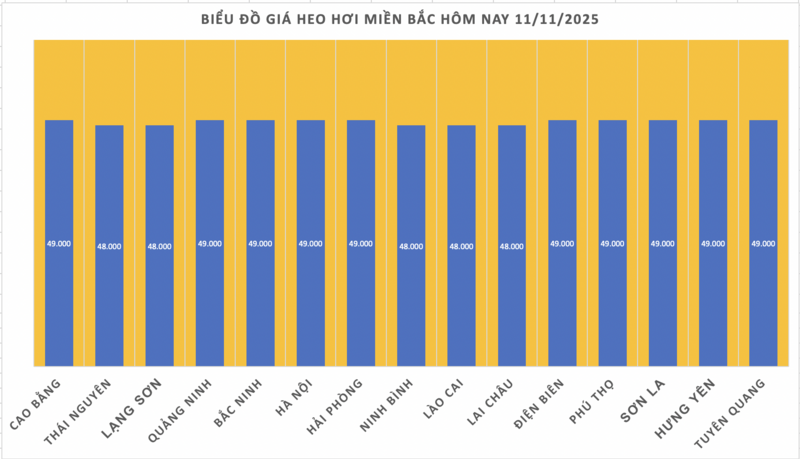Ціна свиней сьогодні, 11 листопада 2025 року: вся знижена на 1000 VND/кг - 1