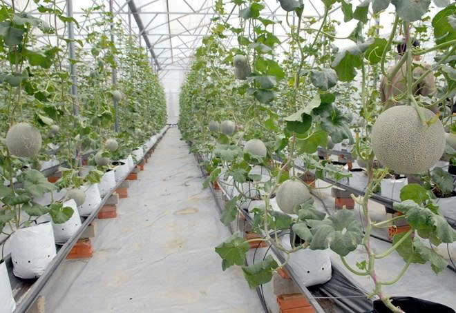 Những mô hình trồng rau quả sạch đang là hướng mở cho nhiều hộ nông dân