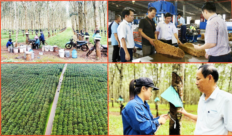 Sản phẩm của Công ty cổ phần cao su Đắk Lắk được chứng nhận không liên quan đến yếu tố rừng