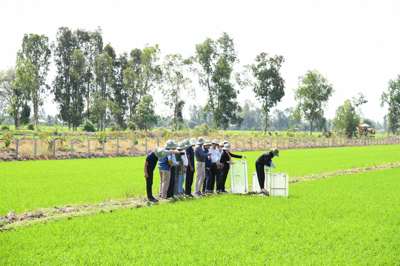 Đoàn cán bộ TTKNQG tham quan và kiểm tra mô hình canh tác lúa thông minh, phát thải thấp do Trung tâm Khuyến nông quốc gia phối hợp với Công ty Bayer triển khai