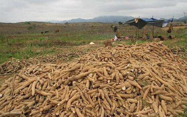 Thu hoạch sắn