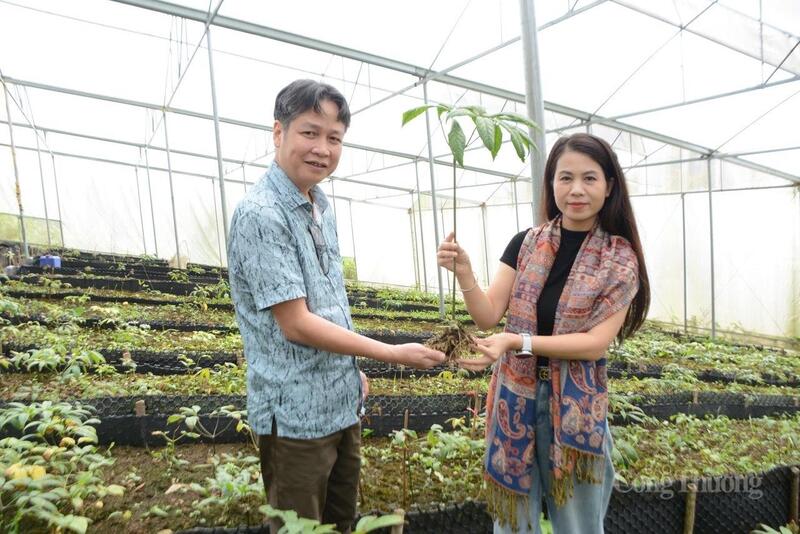 Phóng viên Báo Công Thương tại vườn sâm trên đỉnh Pusilung