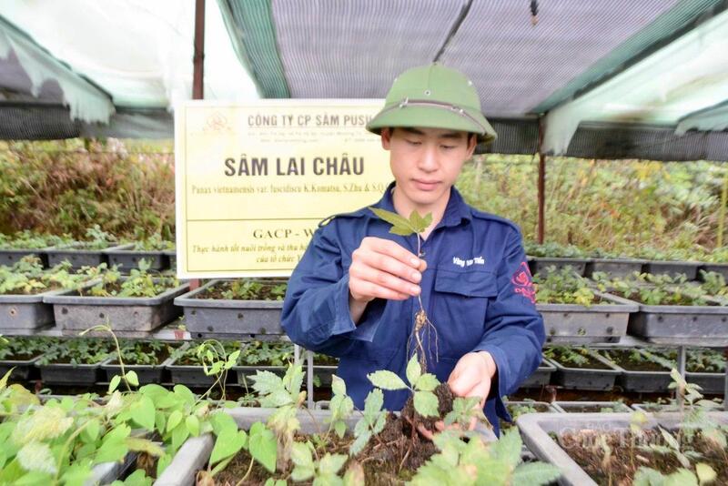 Cây sâm được bảo tồn và phát triển trên đỉnh Pusilung (tỉnh Lai Châu)
