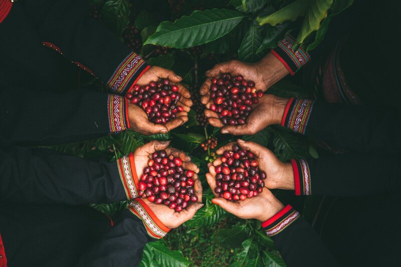 Simexco Đắk Lắk hiện đã phát triển gần 100.000 ha cà phê liên kết (Ảnh: Simexco Đắk Lắk)