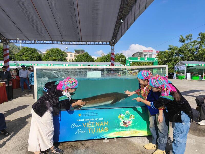 Cá tầm Siberi nặng 50kg được Livestream tại ngày hội để tất cả mọi người có thể chiêm ngưỡng