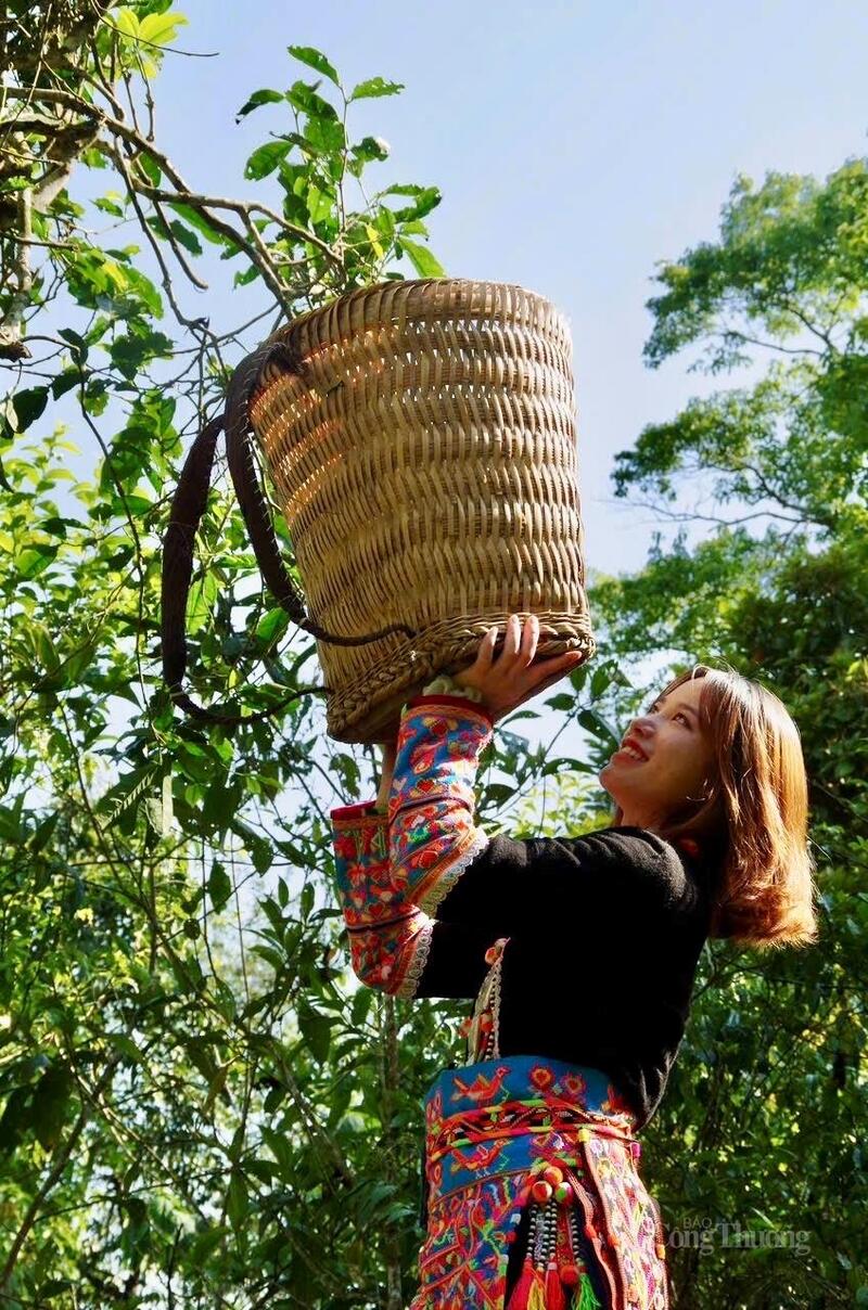 Trà rừng cổ thụ không chỉ mang lại giá trị kinh tế mà còn góp phần gìn giữ nét văn hóa bản địa trên vùng núi cao Lai Châu.