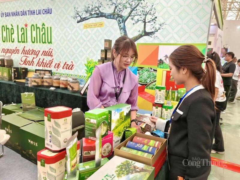 Chè Shan tuyết - sản phẩm cao cấp đặc hữu của tỉnh Lai Châu.