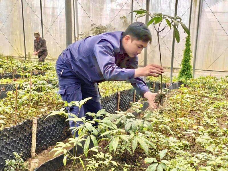 Vườn sâm Lai Châu với 20ha trên đỉnh Pusilung.