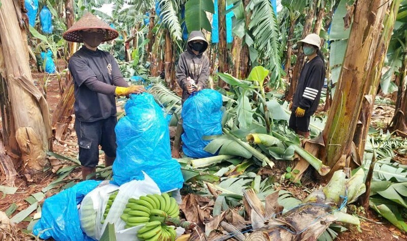 Vườn chuối sắp thu hoạch để xuất khẩu bị hư hại. Ảnh: Nguyễn Diệp