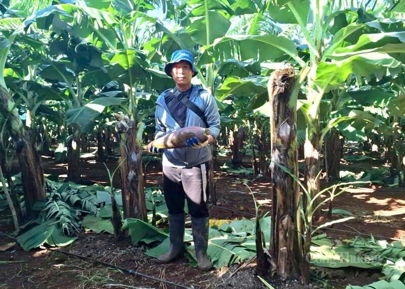 Vùng trồng chuối Nam Mỹ của Công ty cổ phần Nông nghiệp Công nghệ cao Hưng Sơn.