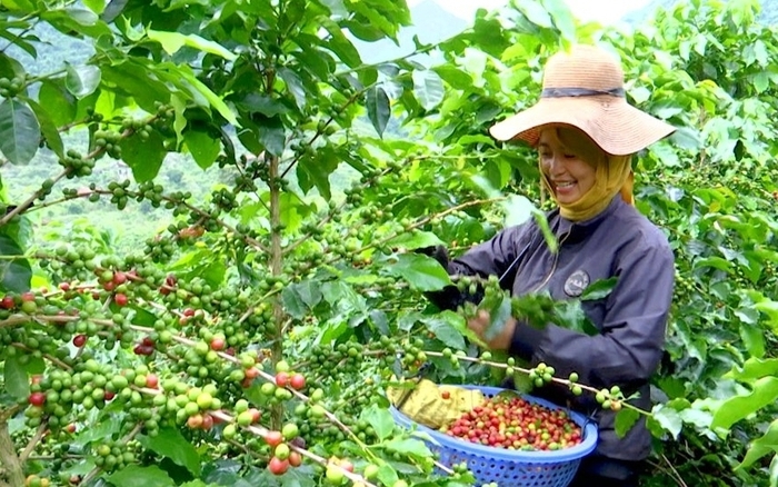 Vùng trồng cây cà phê Arabica tại Sơn La (Ảnh minh hoạ)
