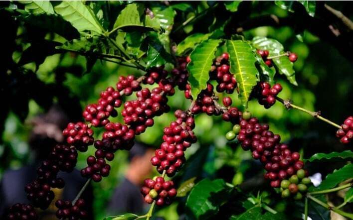 Ogynnsamma väderförhållanden har orsakat betydande skador på kaffeavkastningen och försenat skörd, torkning och bearbetning, vilket allvarligt försenar produktionen av den nya skörden. Illustrativt foto