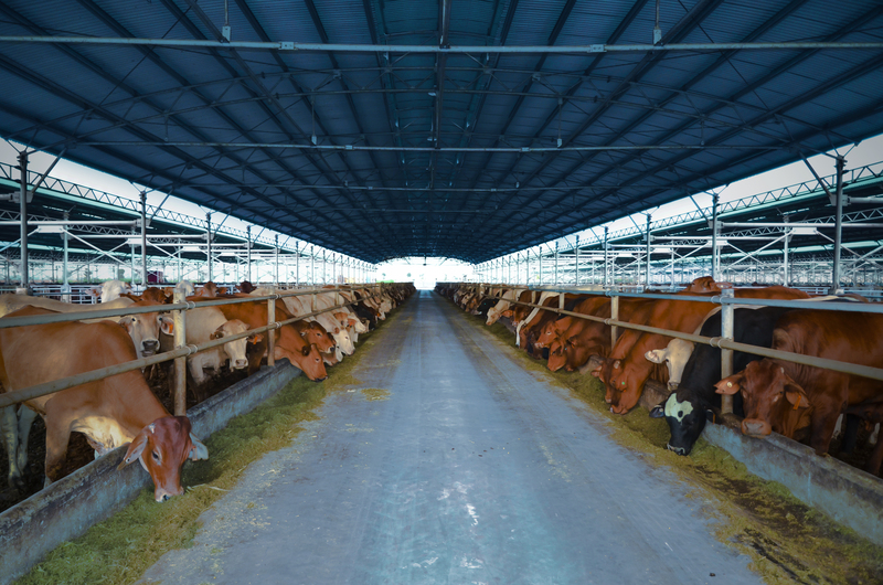 Nông nghiệp Hòa Phát dẫn đầu sản lượng bò Úc nguyên con. Ảnh: Nguyễn Nghị