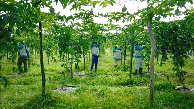  Vietnam Foodexpo 2025: Lời tri ân của Sao Mai và khát vọng mang nông sản Việt vươn xa  - 3