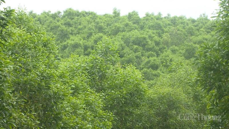 Chứng chỉ FSC là giải pháp toàn diện, mang lại lợi ích kép đảm bảo quyền lợi cho người dân, doanh nghiệp, địa phương và thiên nhiên.