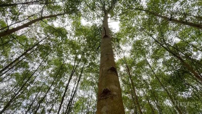 Tỉnh Quảng Trị luôn chú trọng đẩy mạnh trồng rừng đạt tiêu chuẩn FSC.