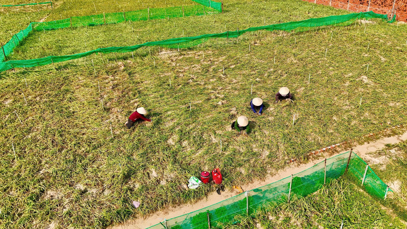 Nhờ thay đổi cách làm truyền thống, năng suất của các cánh đồng tỏi được nâng cao rõ rệt, đầu ra ổn định, mang lại nguồn lợi kinh tế cho người dân nơi đây