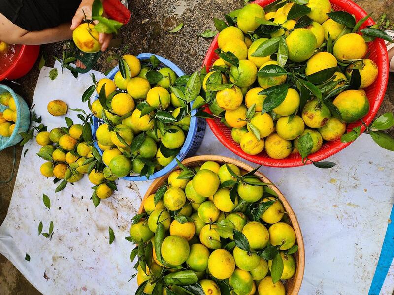 Vườn cam mang về cho gia đình chị Bnướch Thị Blắc thu nhập hàng trăm triệu đồng mỗi năm