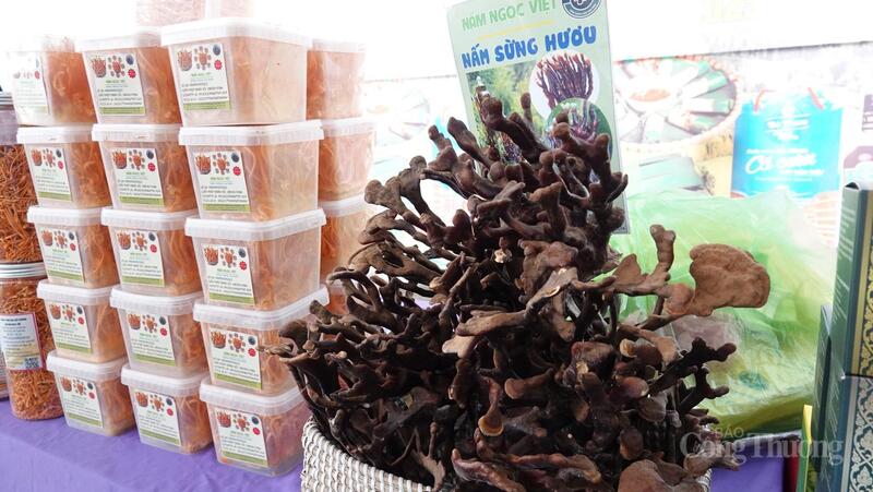 Sản phẩm nấm sừng hưu độc đáo của thương hiệu nấm Ngọc Việt