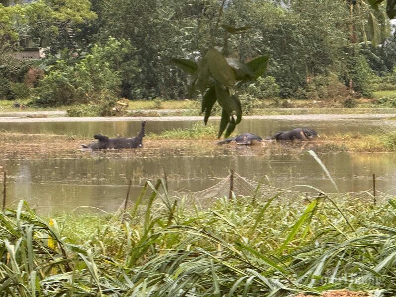 Trâu chết trên đồng