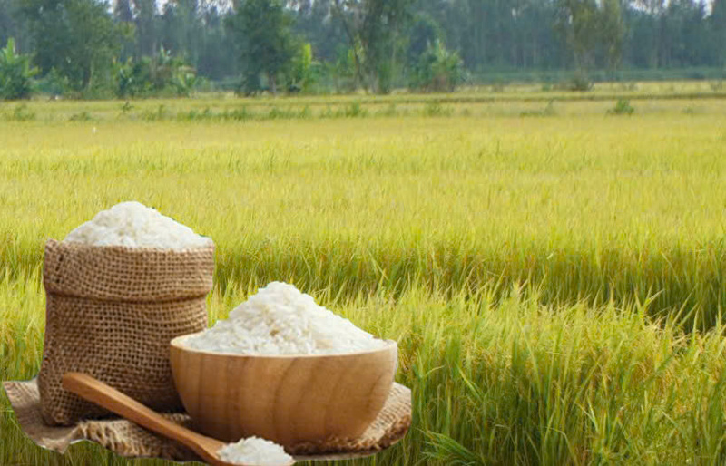 Rice price today, November 22: Rice is stable, fresh rice price is stable. Photo: Thanh Minh.