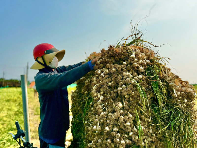 Kinh tế tập thể với vai trò nòng cốt là các hợp tác xã đang tạo công ăn việc làm ổn định cho nhiều người dân địa phương