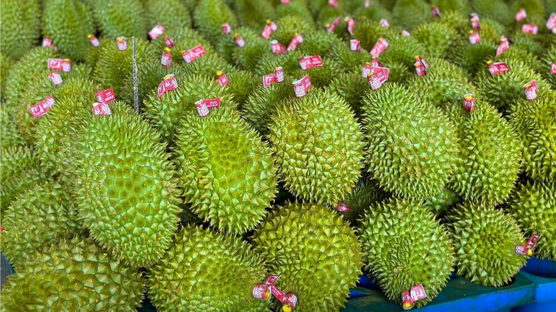 Sầu riêng là mặt hàng quan trọng nhất khi duy trì vai trò là mặt hàng xuất khẩu rau quả chủ lực. Ảnh minh họa
