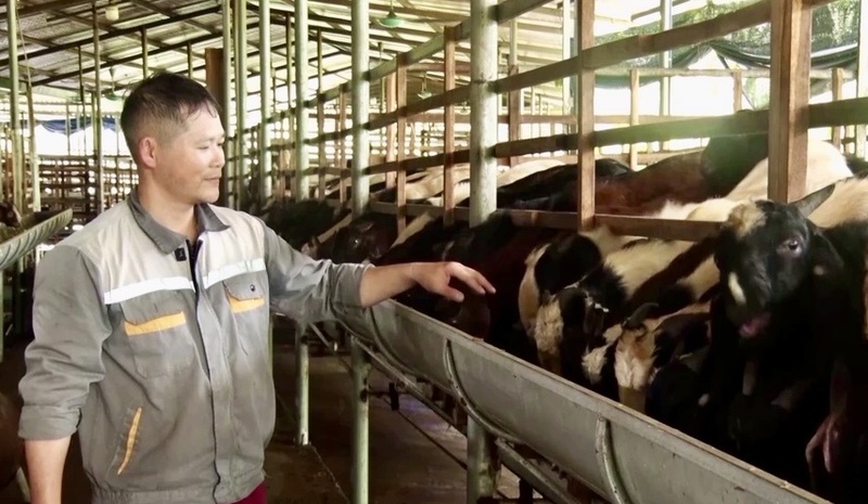 Từ một nông dân lam lũ, anh Trần Văn Hùng đã vươn lên thoát nghèo với mô hình kết hợp nuôi bò sữa - dê thương phẩm. Ảnh: Ngọc Toàn