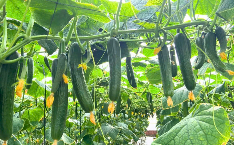 Das Angebot ist aufgrund des langsamen Wachstums und der schwierigen Ernte der Bäume gesunken, während die Marktnachfrage gleich geblieben ist. Foto: Dalat Garden Cooperative