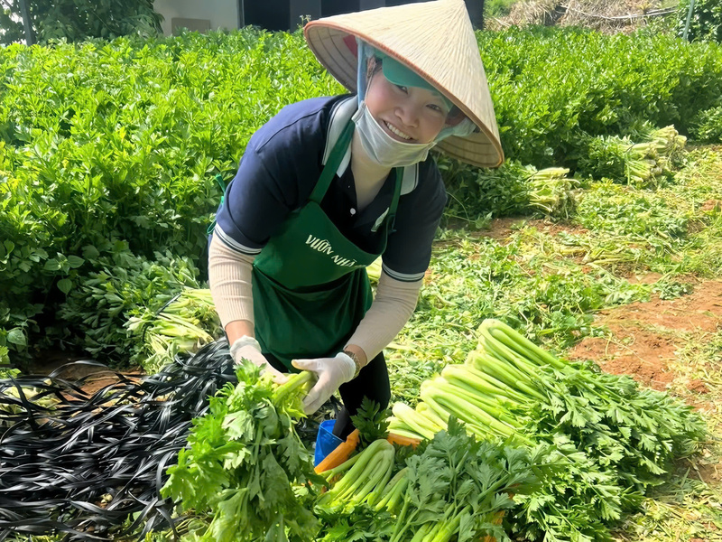 Obwohl die Gemüsepreise stark gestiegen sind, haben die Bauern kaum davon profitiert. Foto: Dalat Garden Cooperative