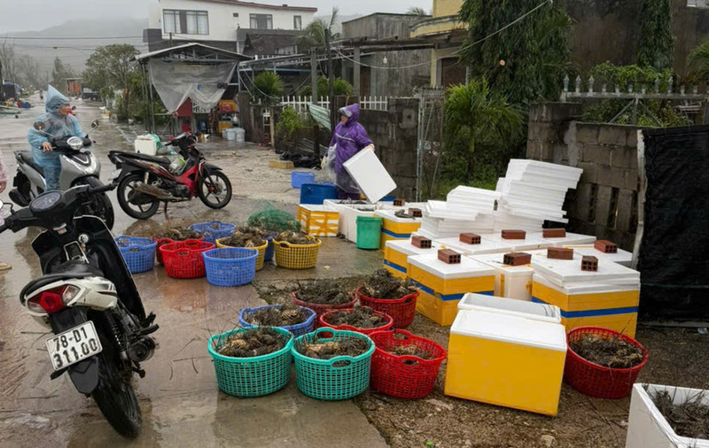 Ngư dân phường Sông Cầu bán rẻ tôm sau khi trời ngớt mưa. Ảnh: Quốc Thọ .