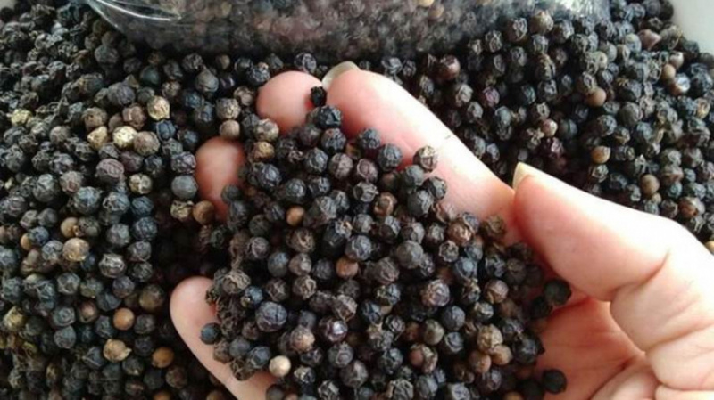 Chu kỳ tăng giá hồ tiêu có thể kéo dài hơn 10 năm và dự báo giá nội địa có thể chạm 200.000 đồng/kg. Ảnh minh hoạ